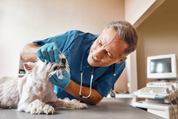 Best Emergency Dentist for Knocked-Out Tooth in Placentia, CA
